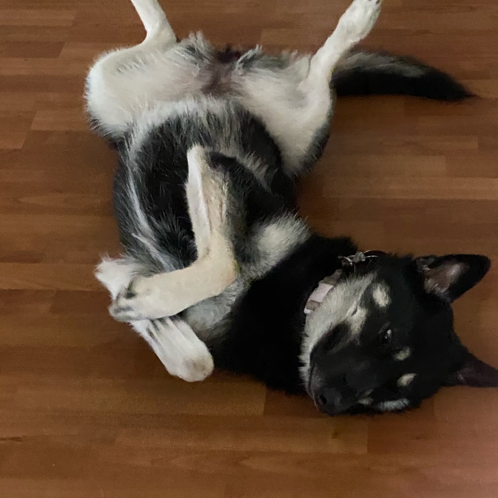 Meet your Posher, Monica